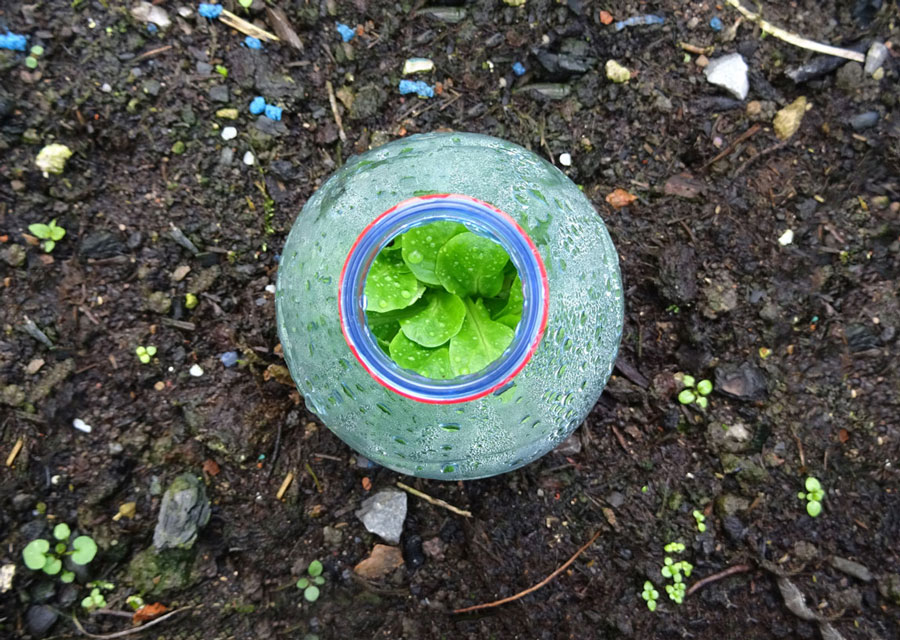Photographie numérique du goulot d'une bouteille en plastique vue du haut utilisée comme mini-serre pour faire pousser des légumes l'hiver.